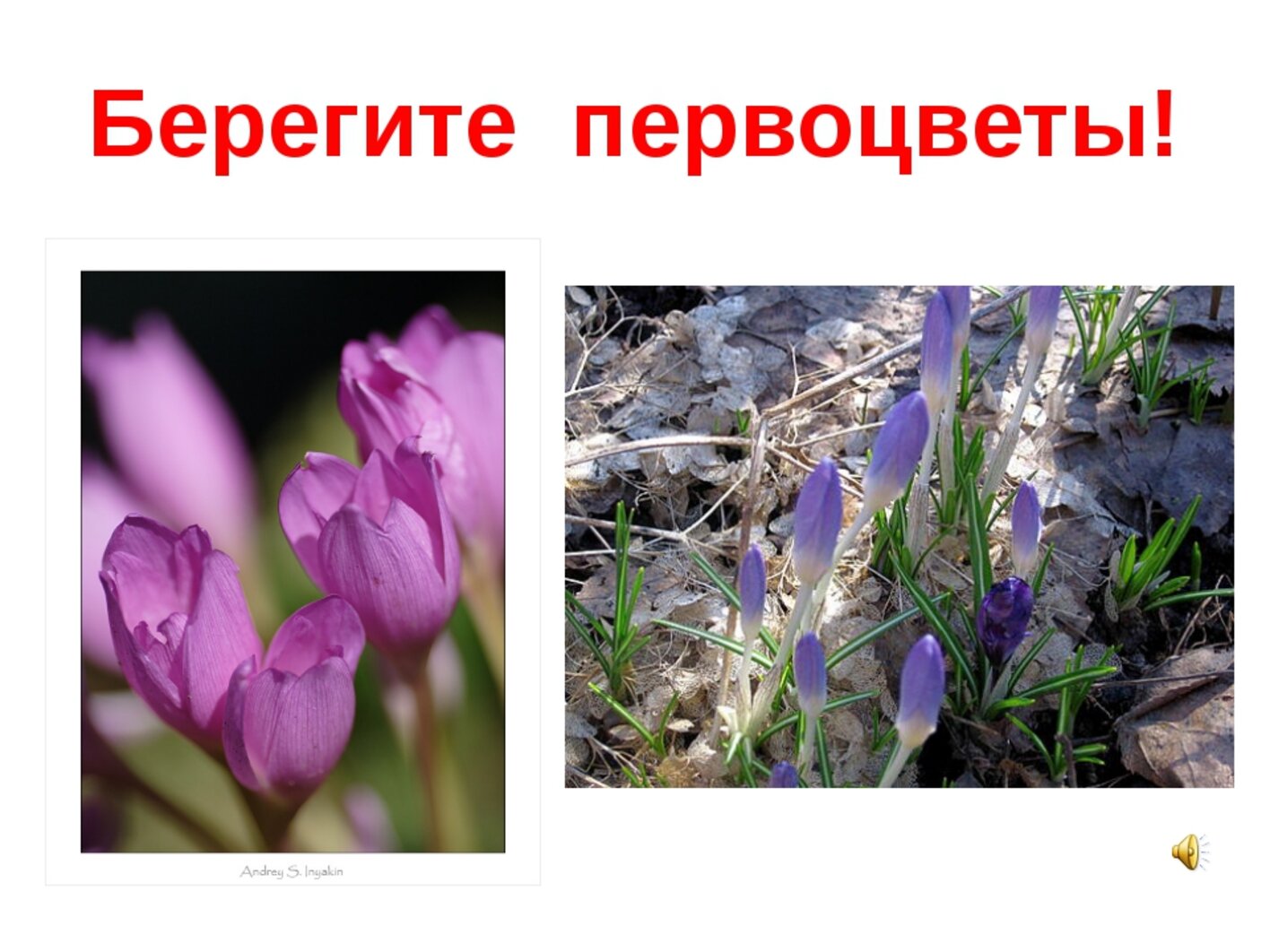 Режим Работы Магазина Первоцвет Киров